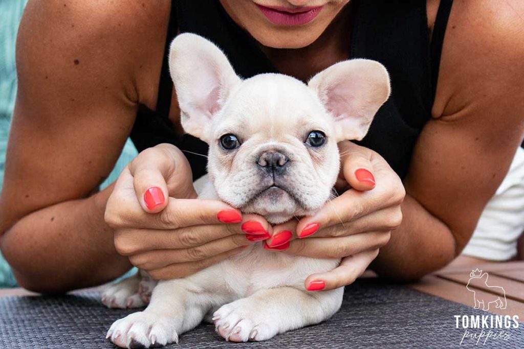 Cream color French Bulldog TomKings Puppies