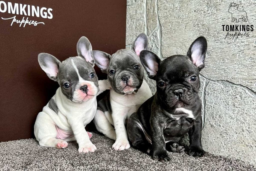 Why do Frenchies fart so much and what can you do about it - TomKings Blog