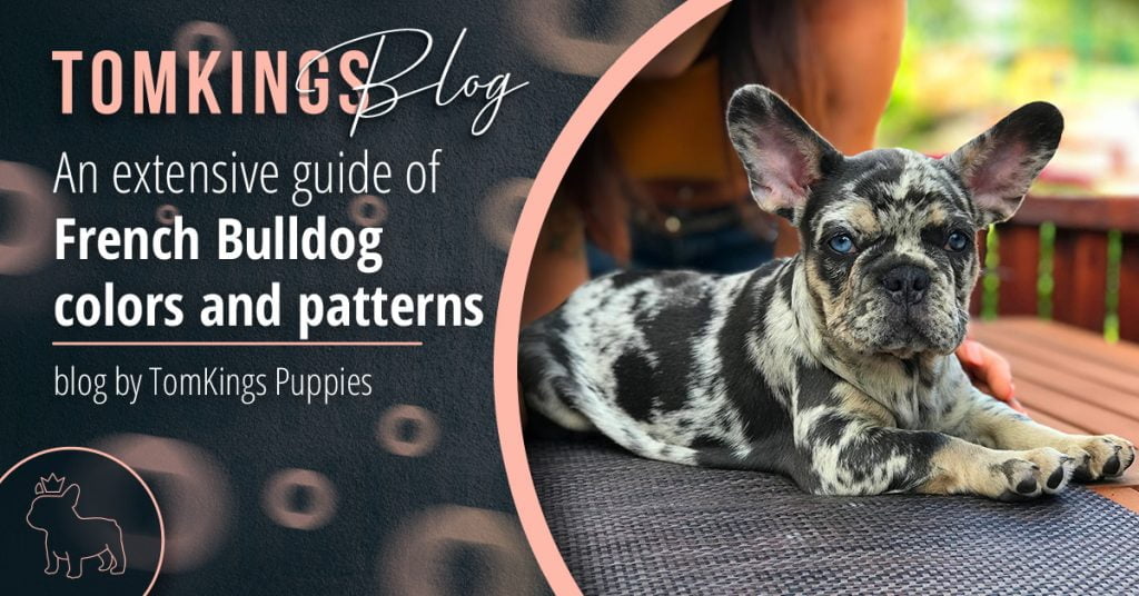 An extensive guide of French Bulldog colors and patterns - TomKings Blog