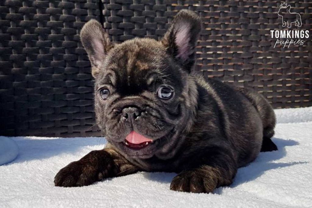 The 5 most beloved personality traits of French Bulldogs - TomKings Blog