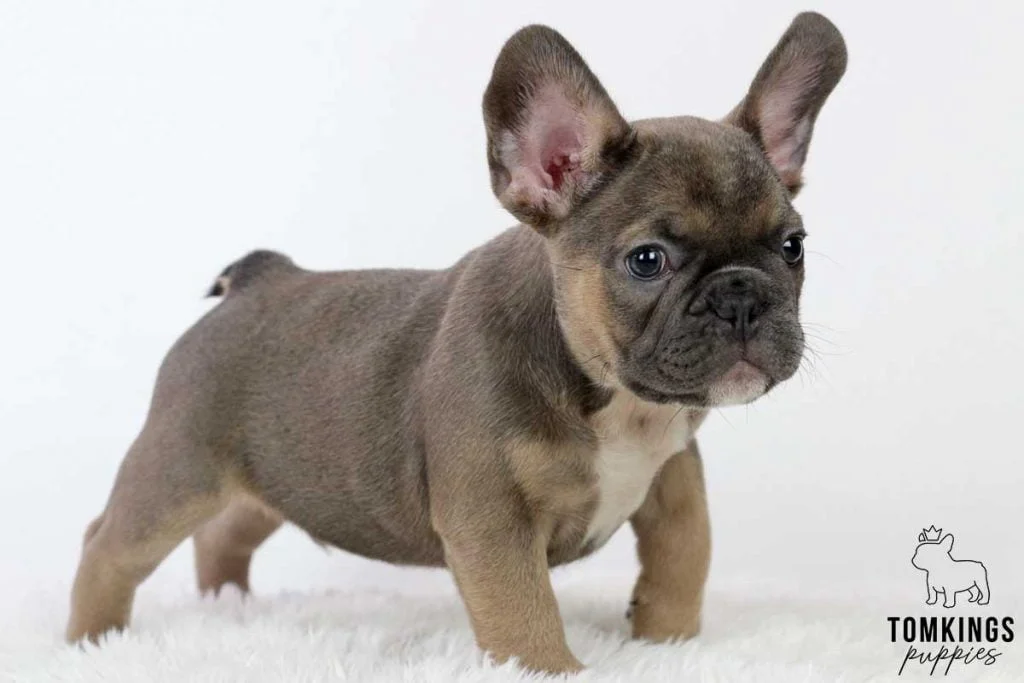 The 5 most beloved personality traits of French Bulldogs - TomKings Blog