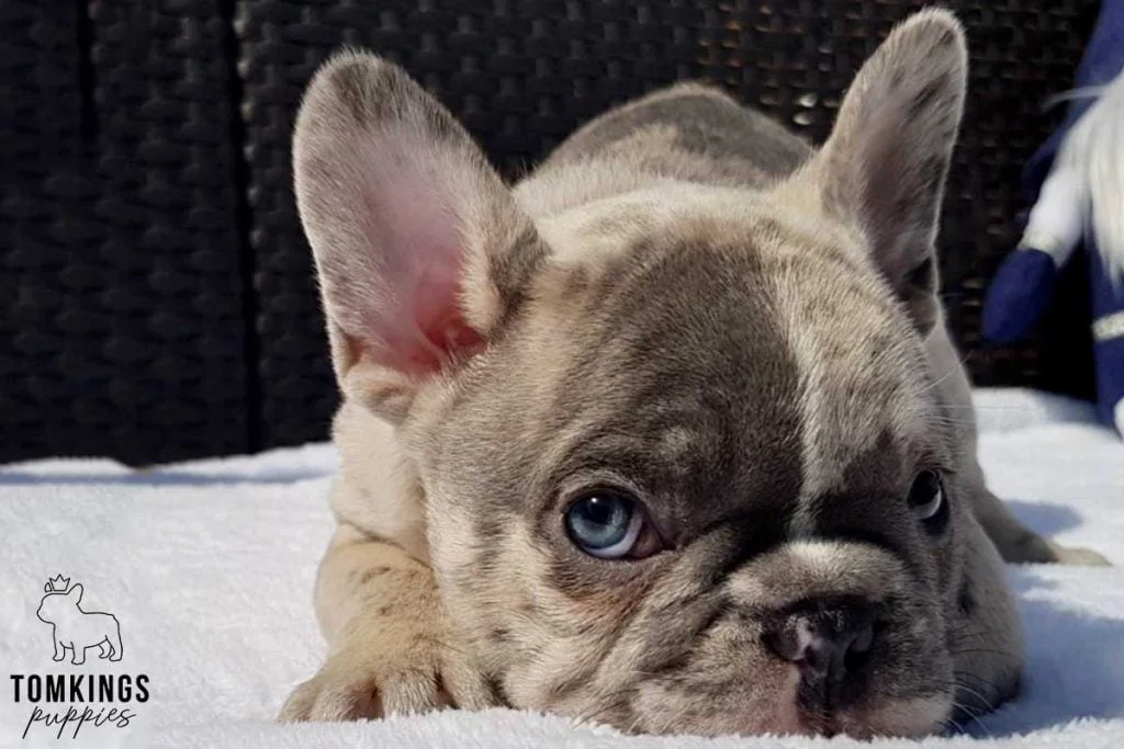 The 5 most beloved personality traits of French Bulldogs - TomKings Blog