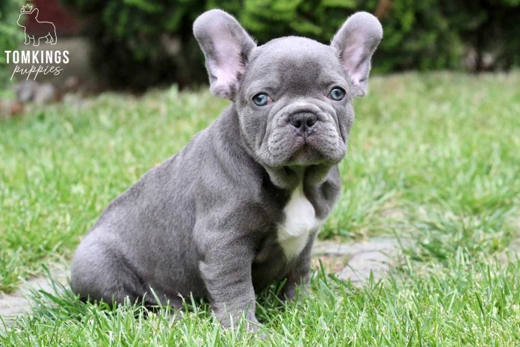 Sean, available French Bulldog puppy at TomKings Puppies