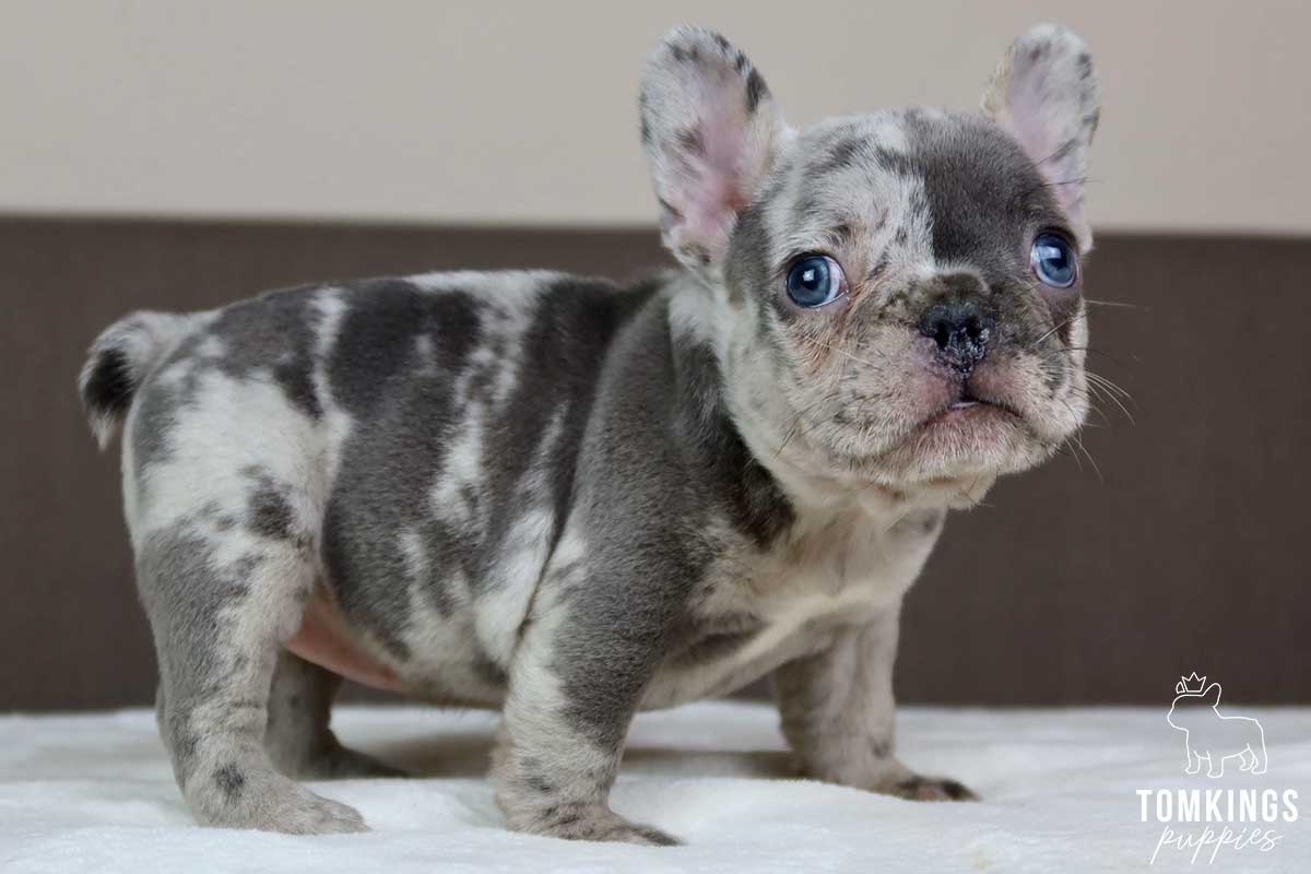Tierney, available French Bulldog puppy at TomKings Puppies