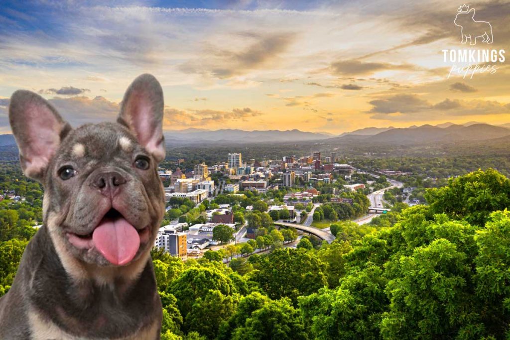 5 places in the US you must visit with your Frenchie - TomKings Blog