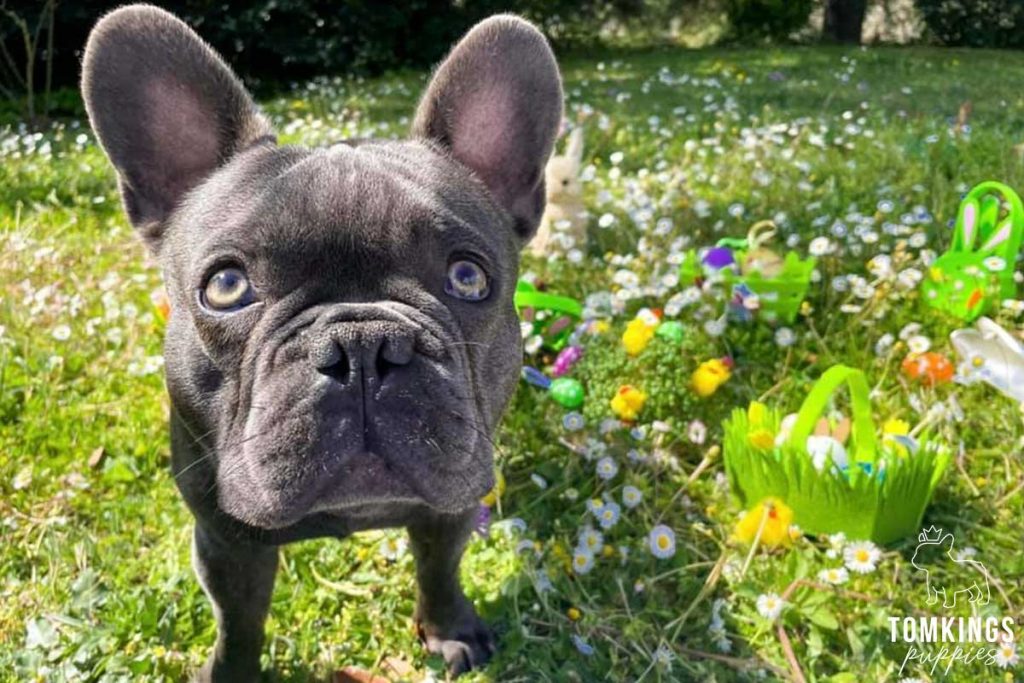 6 ways in which Frenchies fulfill our lives - TomKings Blog