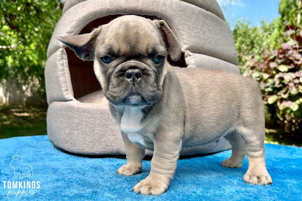 Boryenka, available French Bulldog puppy at TomKings Puppies