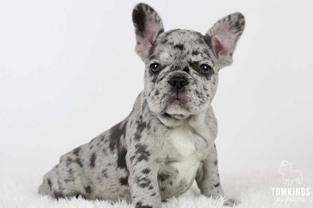 Circe, available French Bulldog puppy at TomKings Puppies