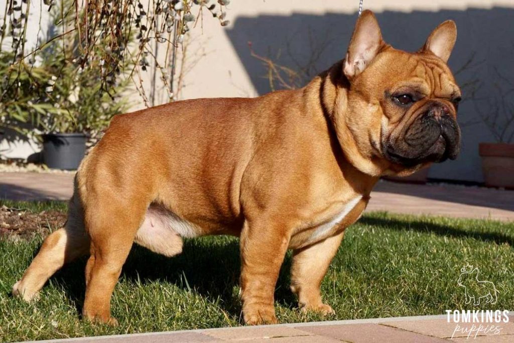 French Bulldog - TomKings Puppies