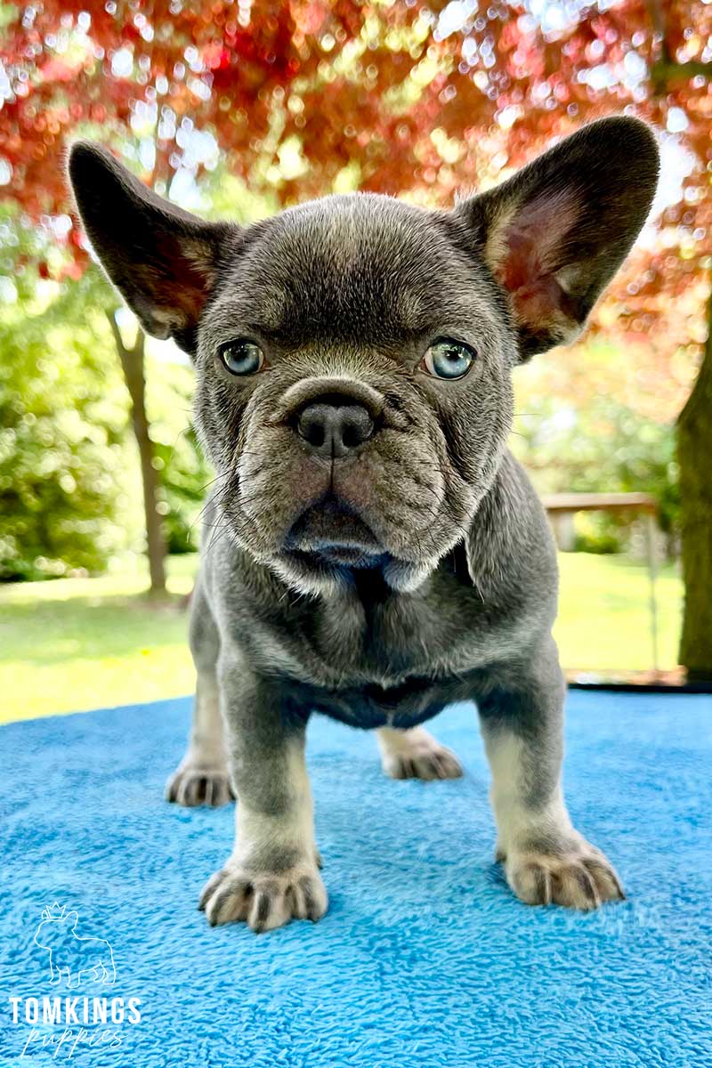 Hadlee, available French Bulldog puppy at TomKings Puppies