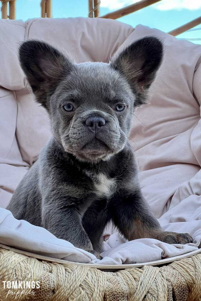 Haniya, available Fluffy French Bulldog puppy at TomKings Puppies