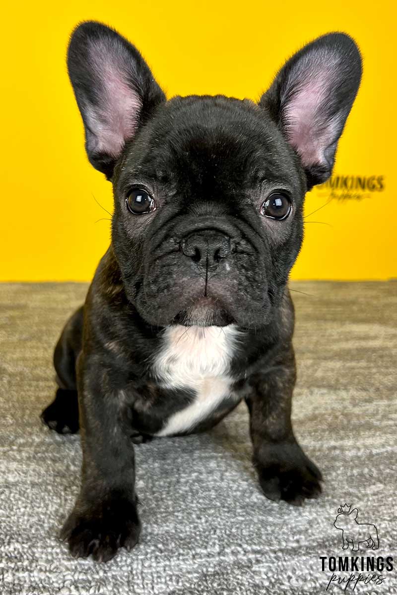 Hubert, available French Bulldog puppy at TomKings Puppies