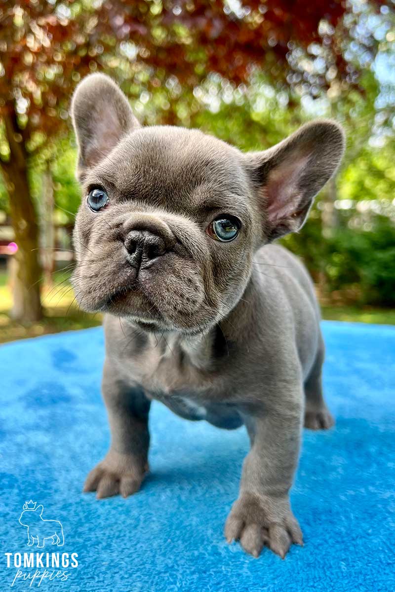 Available French Bulldog Puppies - TomKings Kennel