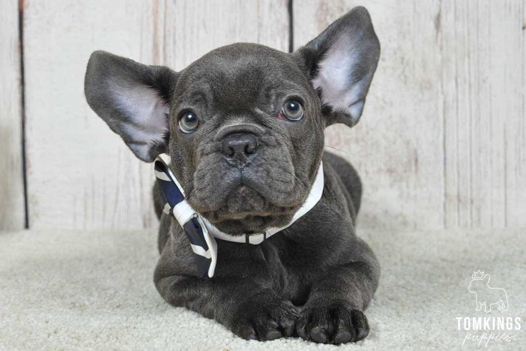 Santino, available French Bulldog puppy at TomKings Puppies