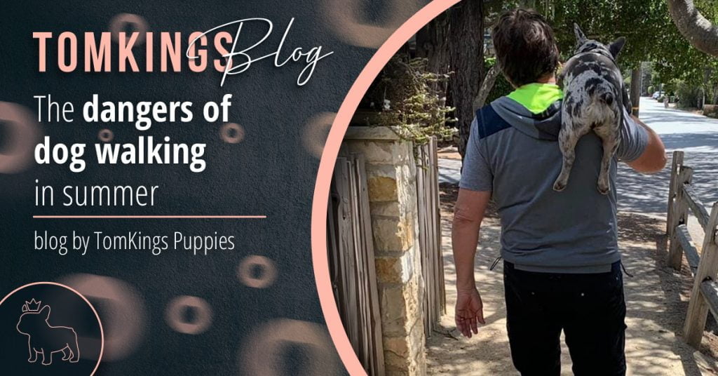 The dangers of dog walking in summer - TomKings Blog