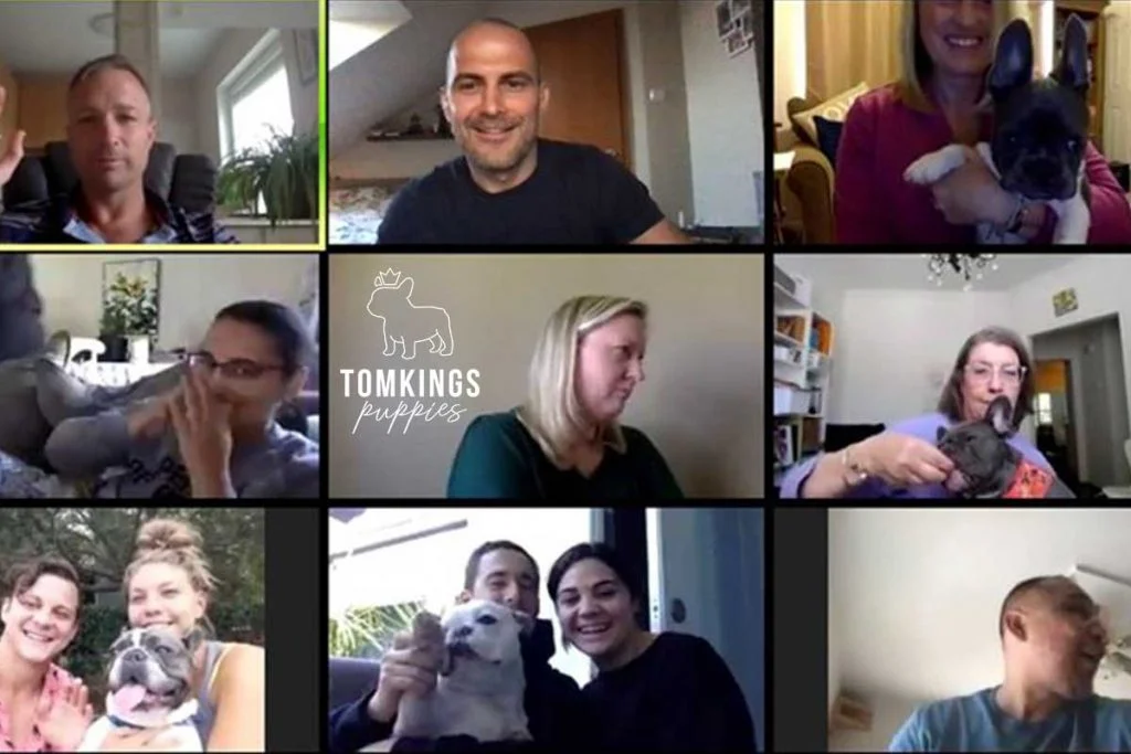 Building a strong Frenchie community – TomKings Frenchie Meetups - TomKings Blog