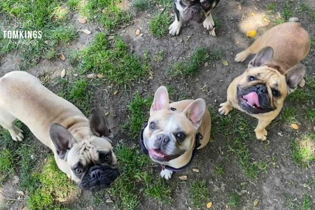 Building a strong Frenchie community – TomKings Frenchie Meetups - TomKings Blog