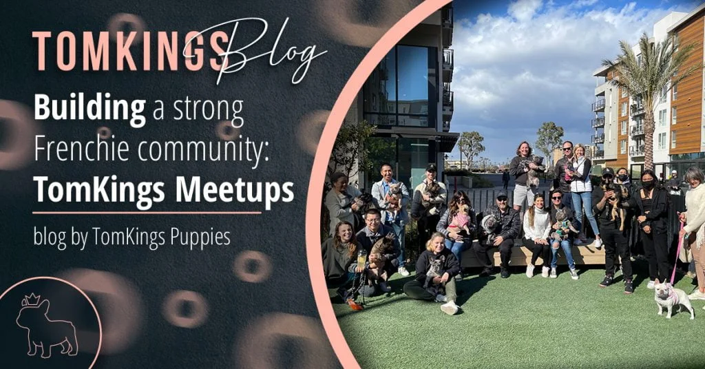 Building a strong Frenchie community – TomKings Frenchie Meetups - TomKings Blog