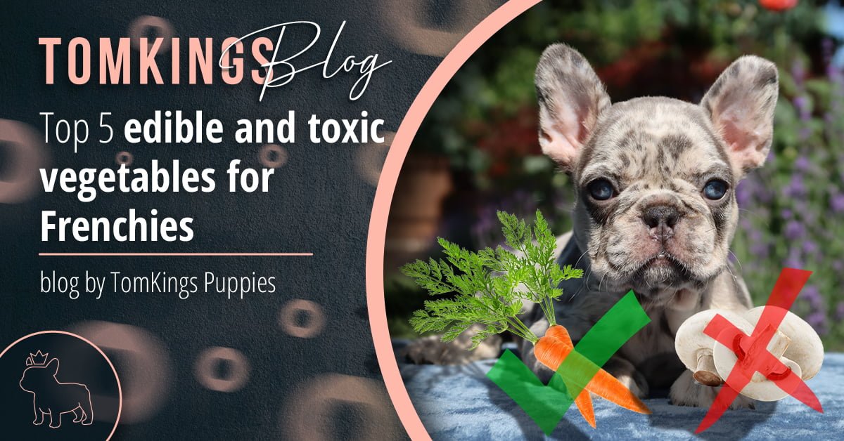 what is poisonous to french bulldogs? 2