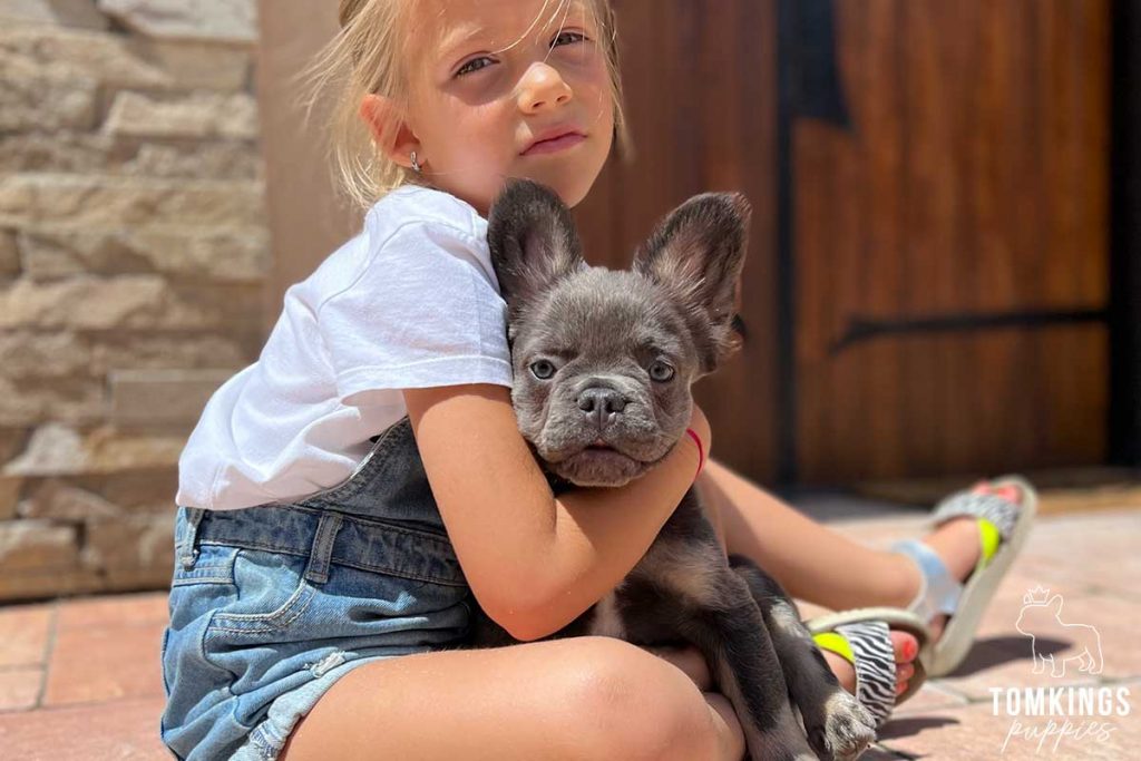 Frenchies and Kids: The Perfect Playmates - TomKings Blog