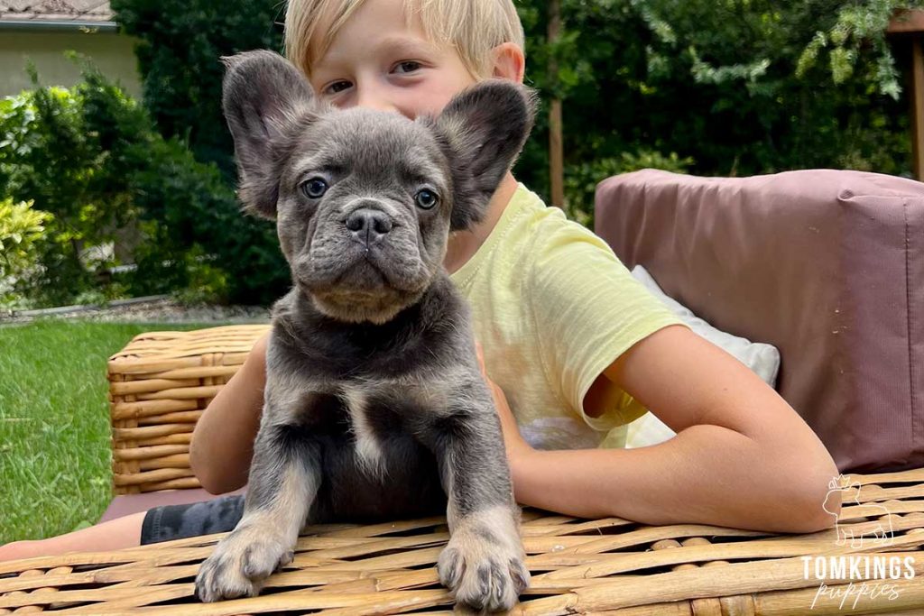 Zakari, available Fluffy French Bulldog puppy at TomKings Puppies