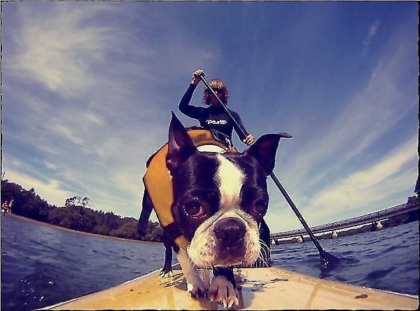 EzyDog Doggy Flotation Device Life Jacket - TomKings Puppies