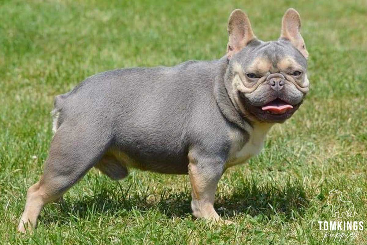 French Bulldog Lifespan - The Life Expectancy of Your Frenchie ...