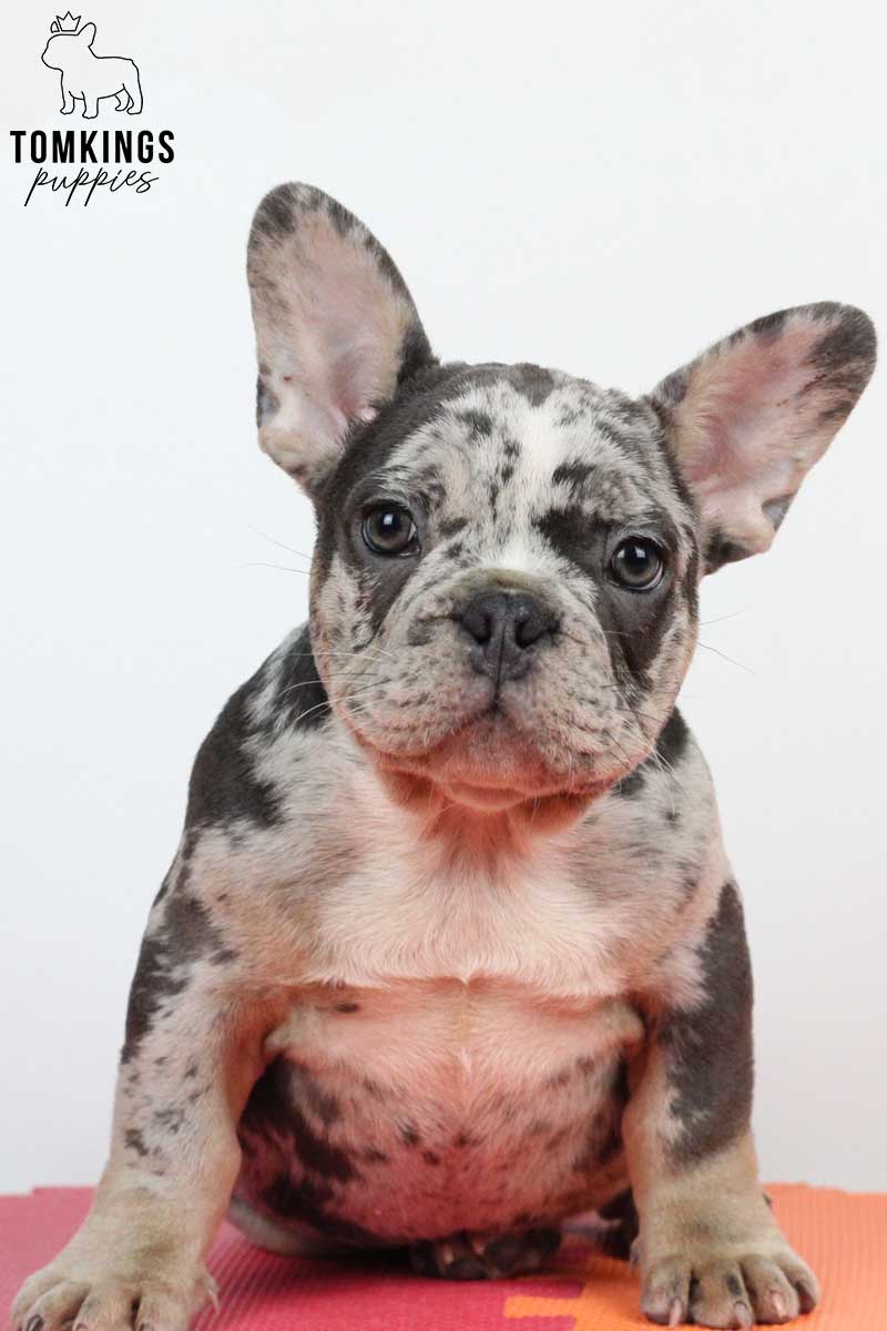 Harris, available French Bulldog puppy at TomKings Puppies