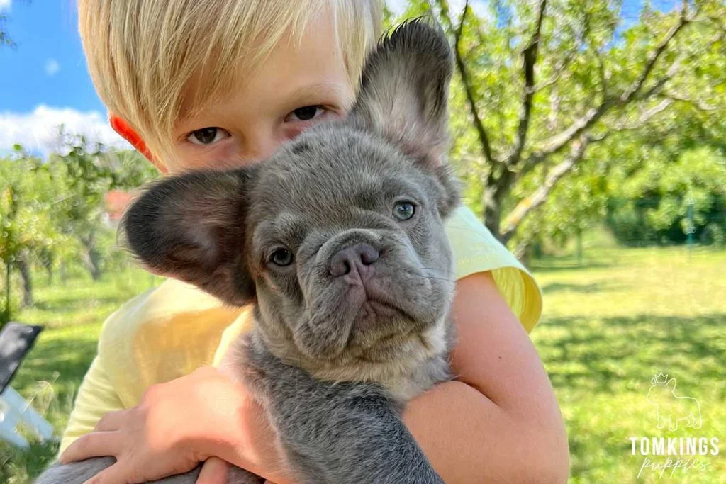 Is it safe to buy a Frenchie overseas? TomKings parents share  their views - TomKings Blog