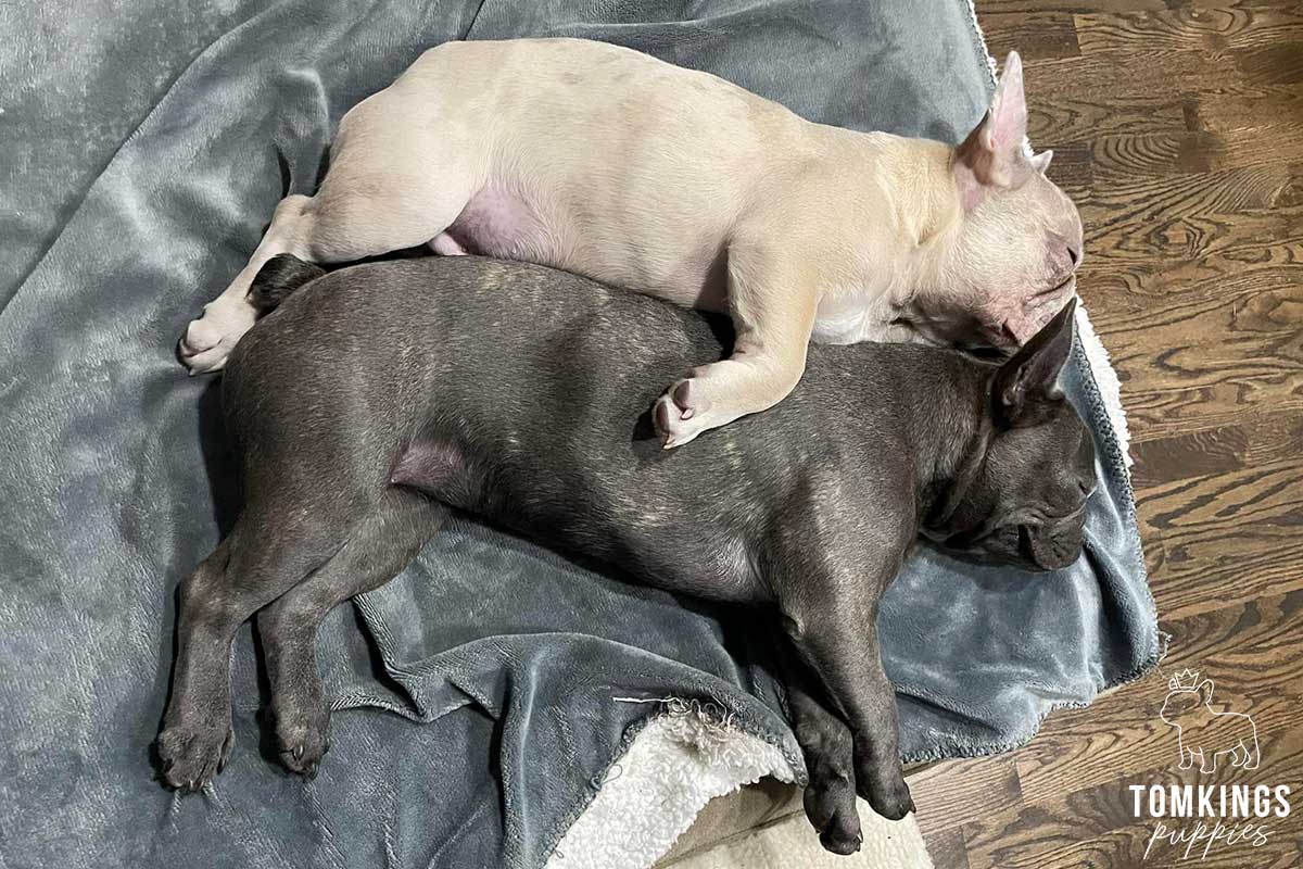 Is it safe to buy a Frenchie overseas? TomKings parents share  their views - TomKings Blog