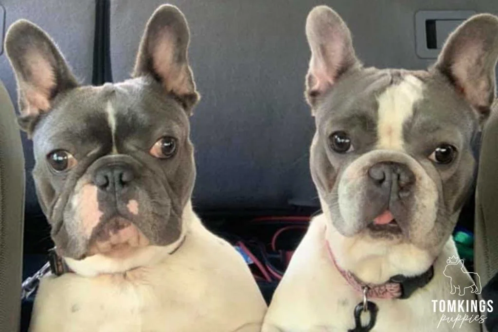 Is it safe to buy a Frenchie overseas? TomKings parents share  their views - TomKings Blog