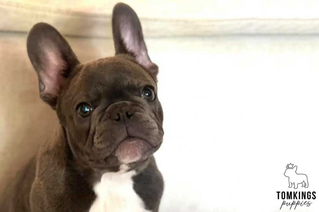 Is it safe to buy a Frenchie overseas? TomKings parents share  their views - TomKings Blog