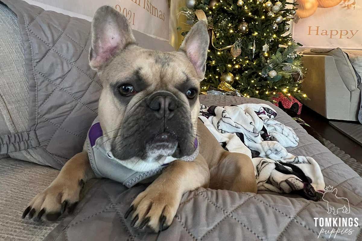 Is it safe to buy a Frenchie overseas? TomKings parents share  their views - TomKings Blog