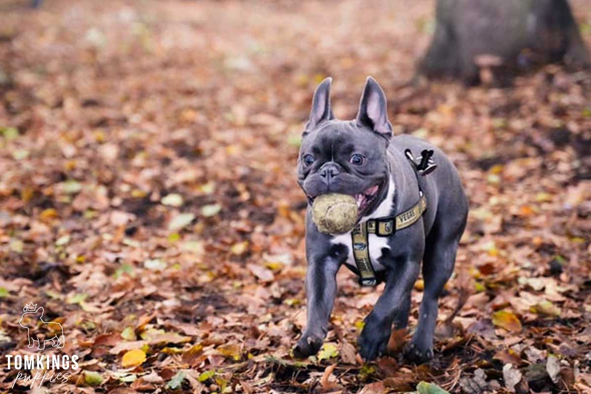 Is it safe to buy a Frenchie overseas? TomKings parents share  their views - TomKings Blog