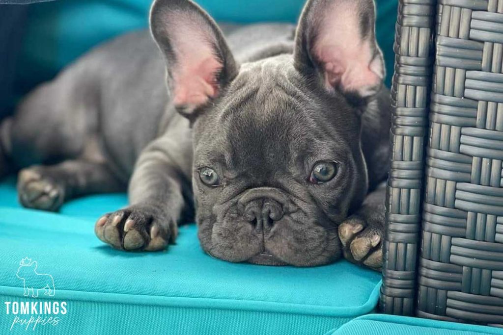 Is it safe to buy a Frenchie overseas? TomKings parents share  their views - TomKings Blog