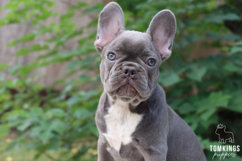 Lothaire, available French Bulldog puppy at TomKings Puppies