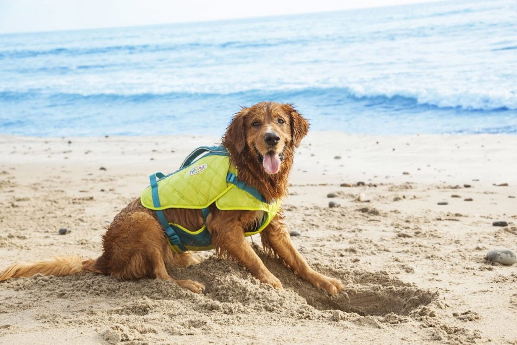 Outward Hound Standley Sport Dog Life Jacket - TomKings Puppies