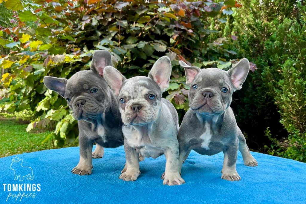 Rudi, available French Bulldog puppy at TomKings Puppies
