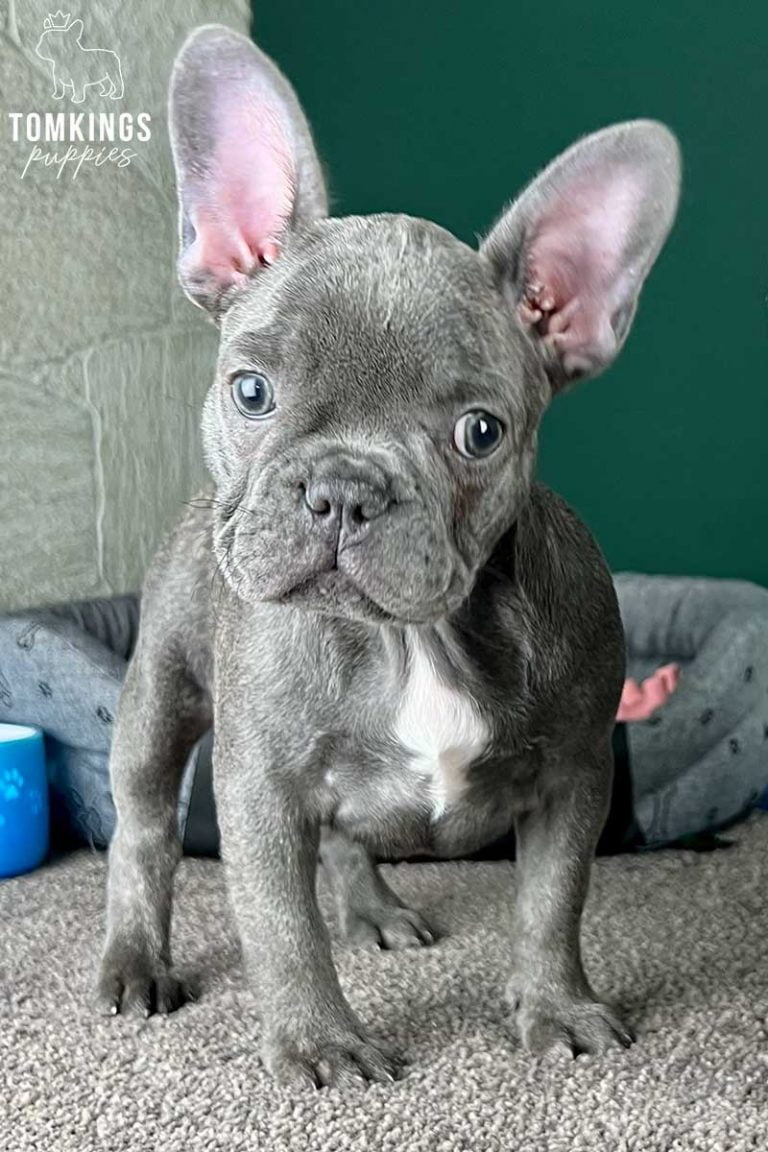 Sierra, available French Bulldog puppy at TomKings Puppies
