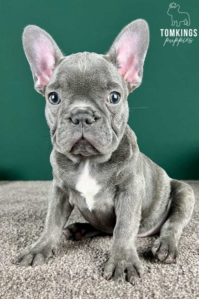 Sierra, available French Bulldog puppy at TomKings Puppies