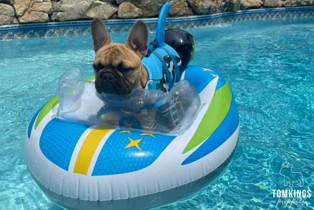 The 7 Best Dog Life Jackets for Swimming - TomKings Blog