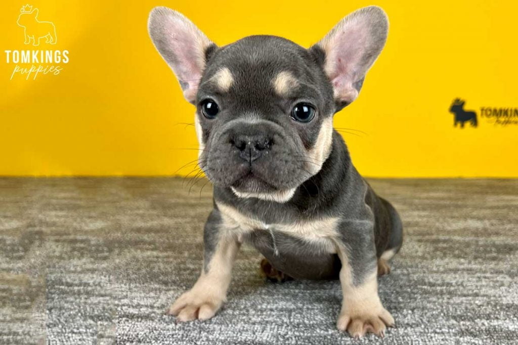 Wynter, available French Bulldog puppy at TomKings Puppies