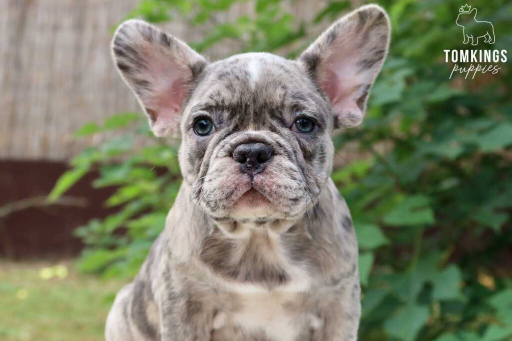 Ajee, available blue merle French Bulldog puppy at TomKings Puppies