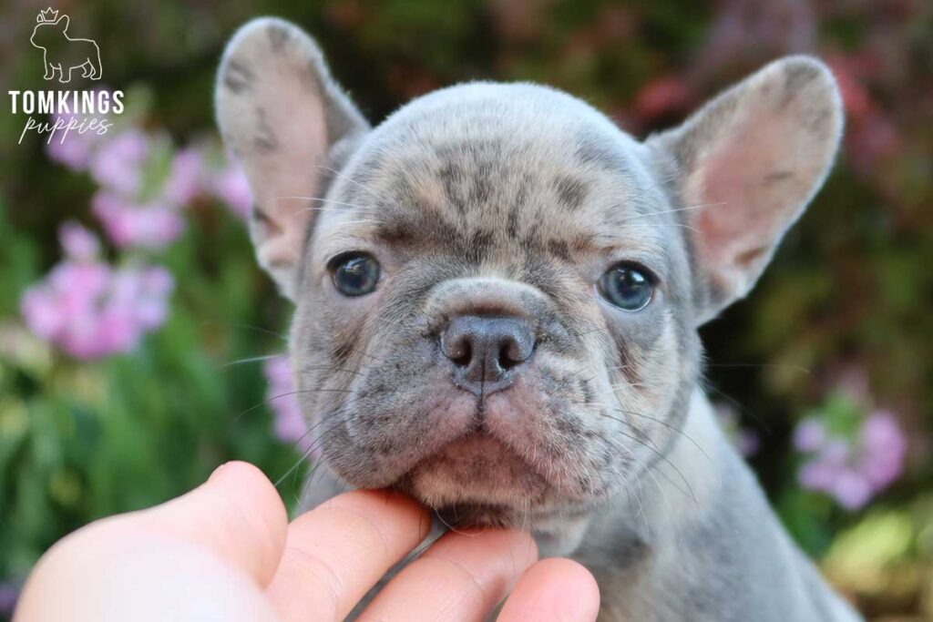 Arlene, available blue merle French Bulldog puppy at TomKings Puppies