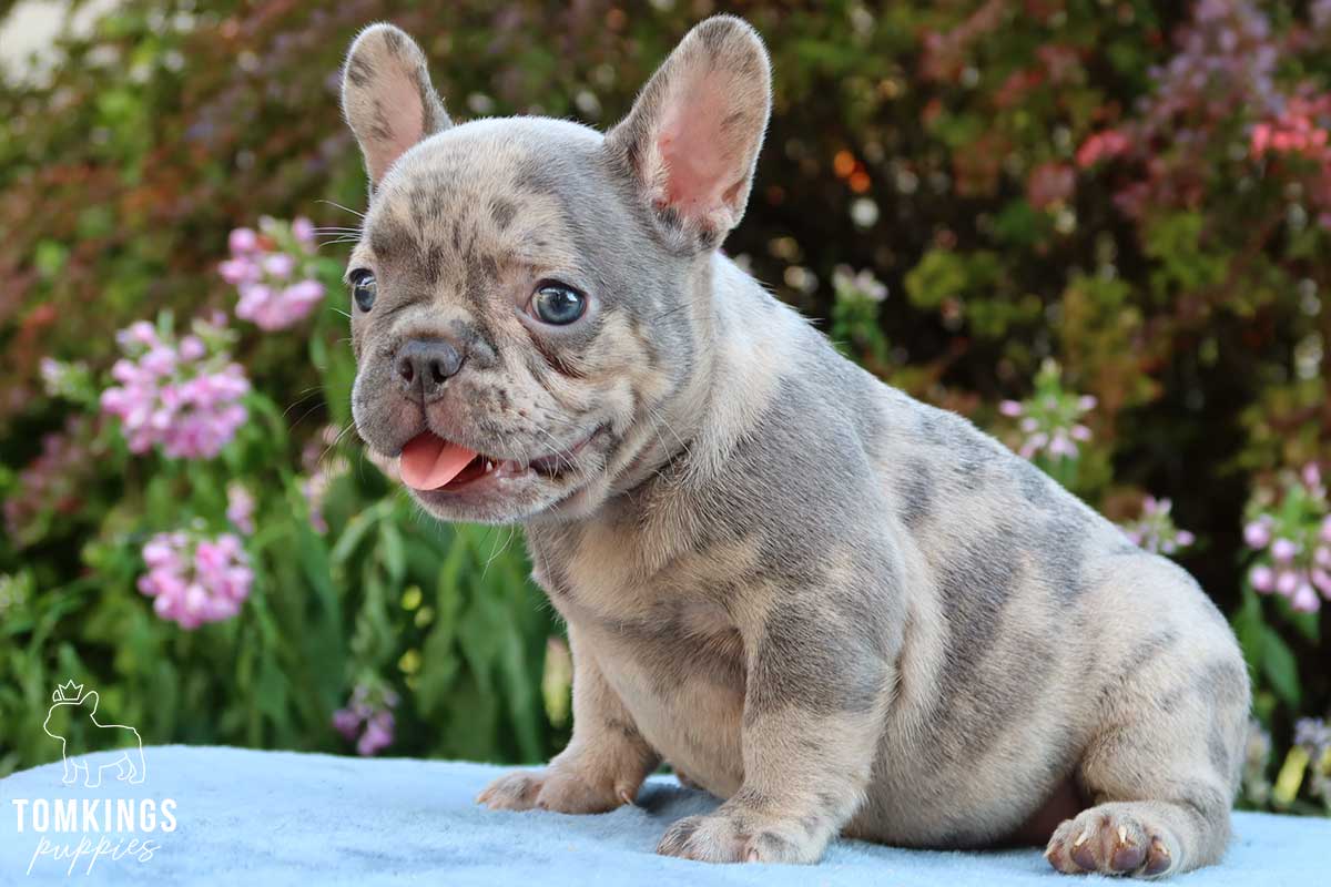 French Bulldog French Bulldog