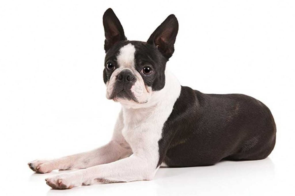 Boston Terrier vs. French Bulldog: Which one is the Best? - TomKings Blog