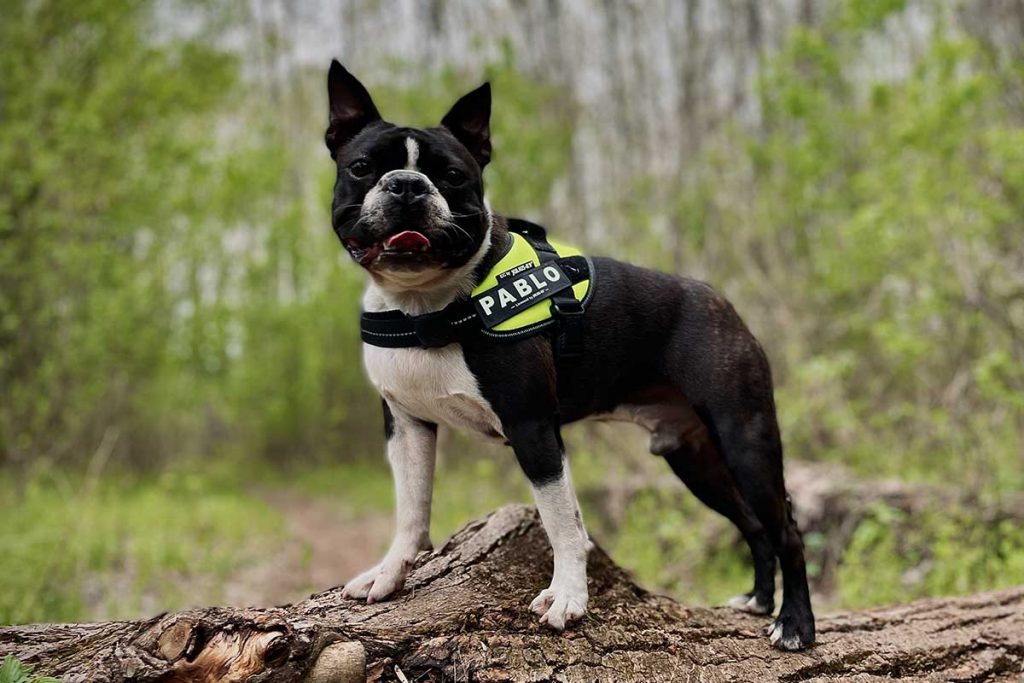 Boston Terrier vs. French Bulldog: Which one is the Best? - TomKings Blog