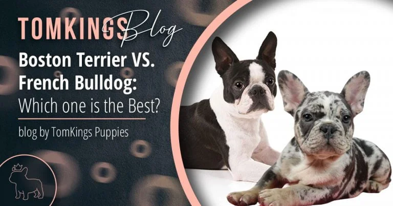 Boston Terrier vs. French Bulldog: Which one is the Best? - TomKings Blog