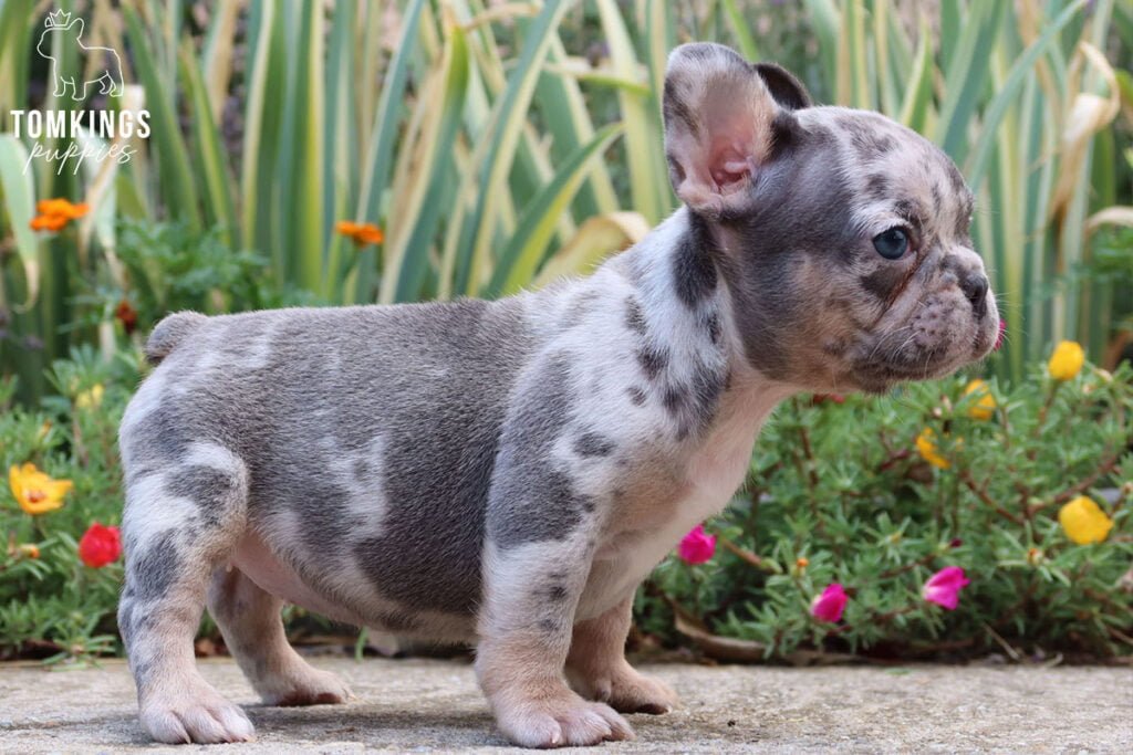 Charity, blue merle tan French Bulldog puppy at TomKings Puppies