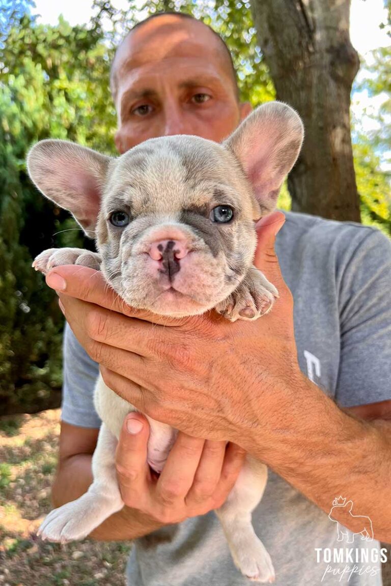 Cortez, available lilac fawn merle French Bulldog puppy at TomKings Puppies